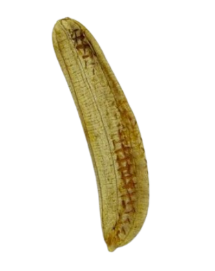 Robusta Fig
